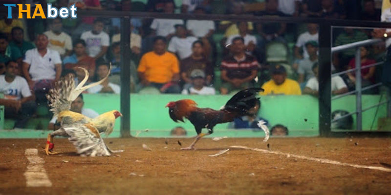 các thuật ngữ trong đá gà