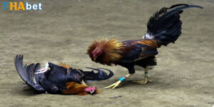 luật đá gà miền bắc