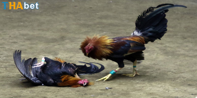 luật đá gà miền bắc