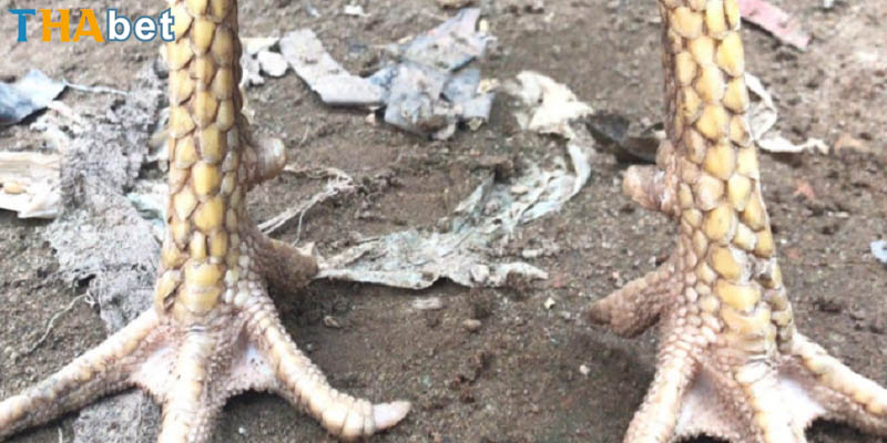 vảy nội hoa đăng